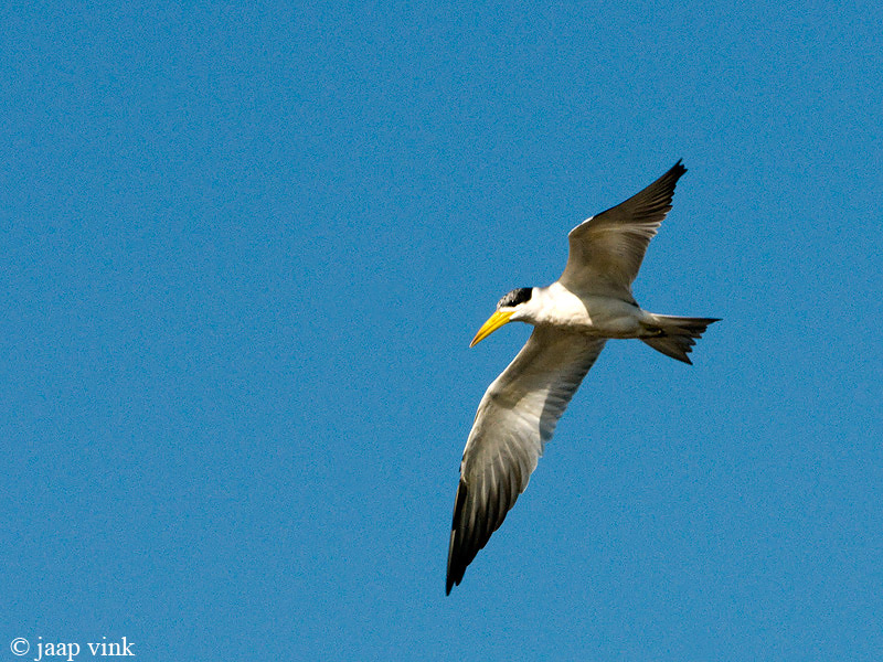 Large-billed Tern - Grootsnavelstern - Phaetusa simplex