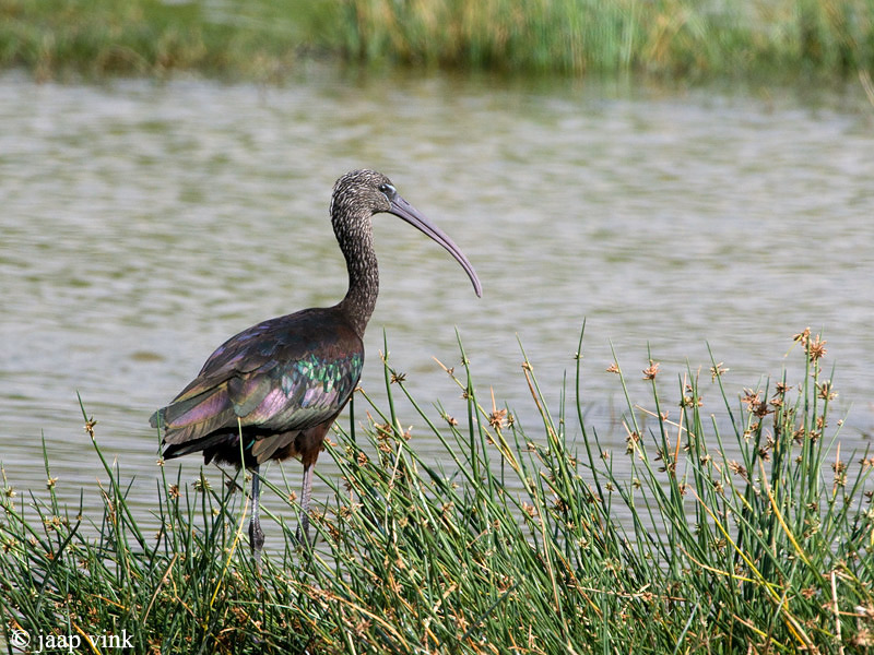 Glossy Ibis - Zwarte Ibis - Plegadis falcinellus