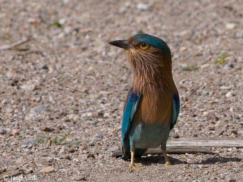 Indian Roller - Indische Scharrelaar - Coracias benghalensis