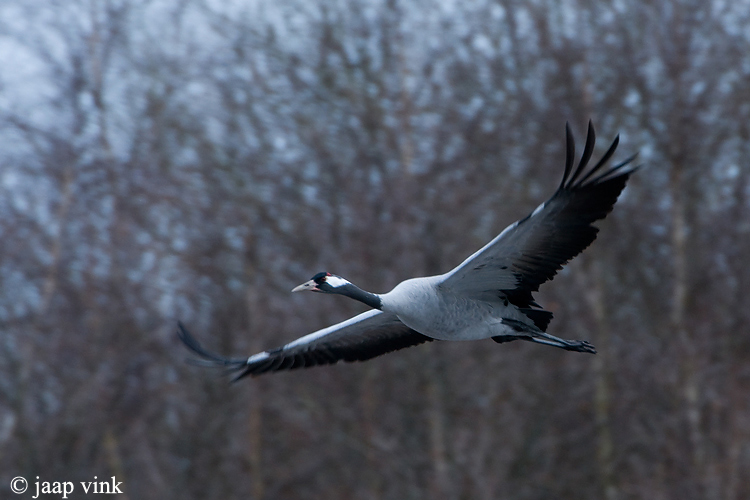 Crane - Kraanvogel - Grus grus