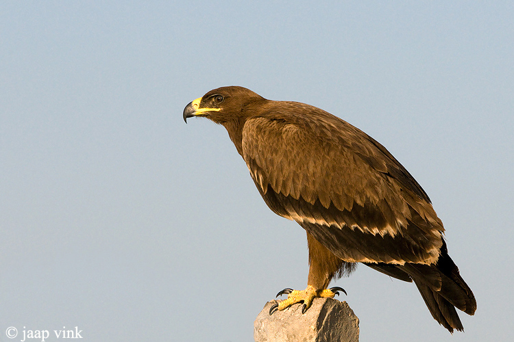Steppe Eagle - Steppearend - Aquila nipalensis