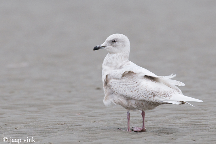 Iceland Gull - Kleine Burgemeester - Larus glaucoides