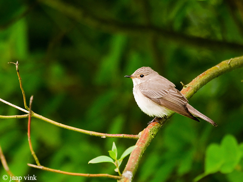 Spotted Flycatcher - Grauwe Vliegenvanger - Muscisapa striata