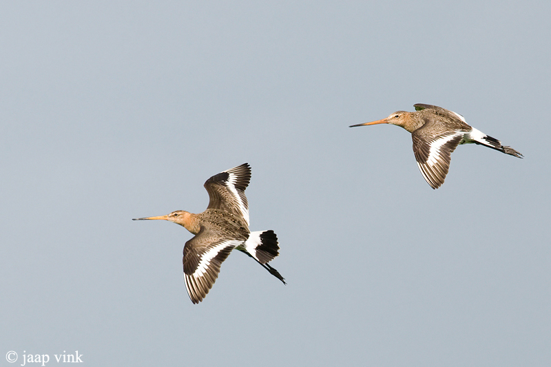 Black-tailed Godwit - Grutto - Limosa limosa