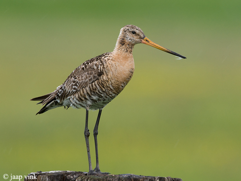 Black-tailed Godwit - Grutto - Limosa limosa