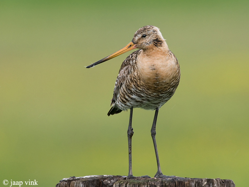 Black-tailed Godwit - Grutto - Limosa limosa