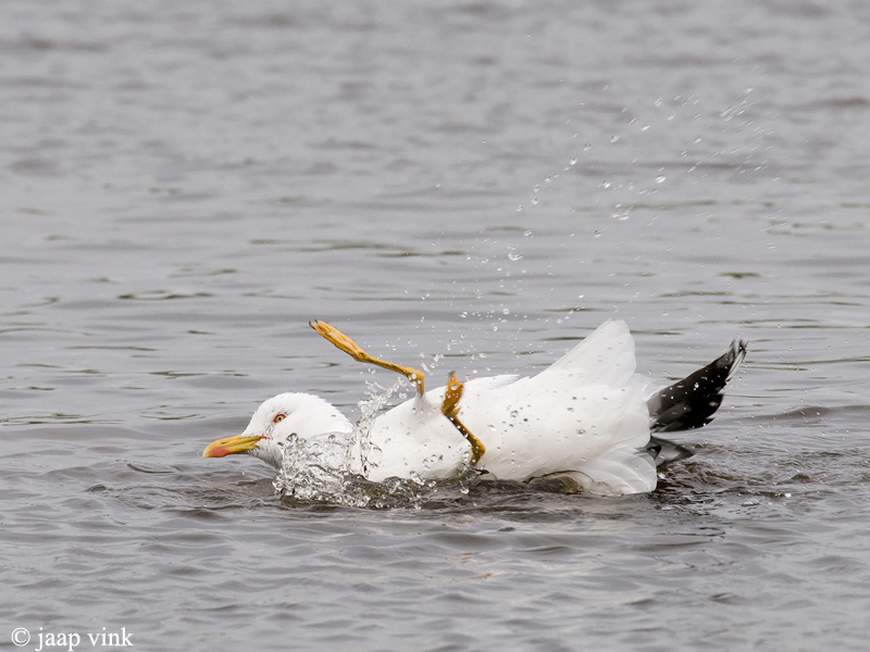 Lesser Black-backed Gull - Kleine Mantelmeeuw - Larus fuscus