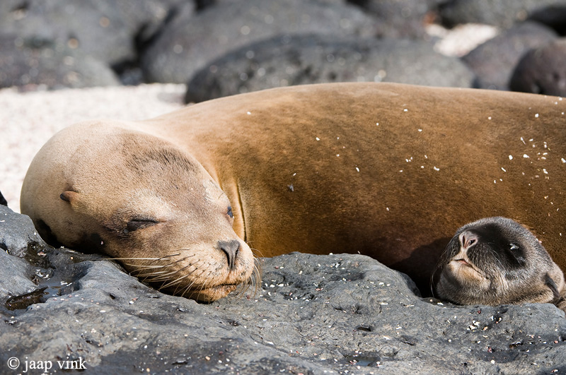 Galapagos Sea Lion - Galapagos Zeeleeuw - Zalophus californianus wollebaeki