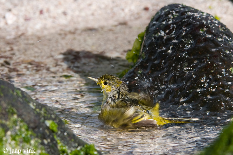 Yellow Warbler - Gele Zanger - Dendroica petechia aureola