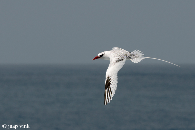 Red-billed Tropicbird - Roodsnavelkeerkringvogel - Phaethon aethereus