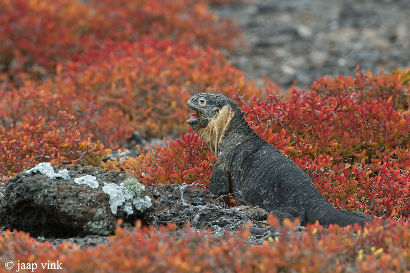 Galapagos Land Iguana - Galapagos Landleguaan - Conolophus subcristatus