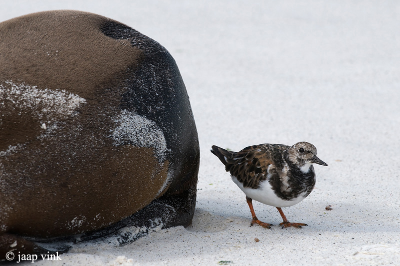 Ruddy Turnstone - Steenloper - Arenaria interpres