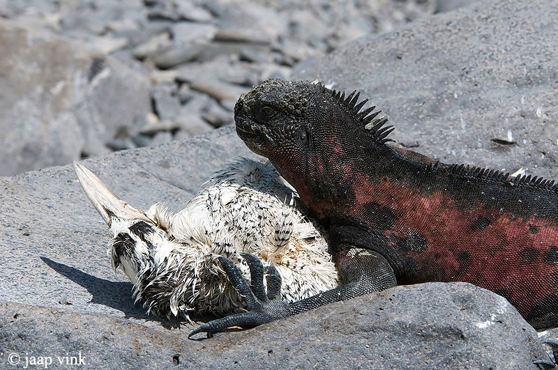 Marine Iguana - Zeeleguaan - Amblyrhynchus cristatus venustissimus