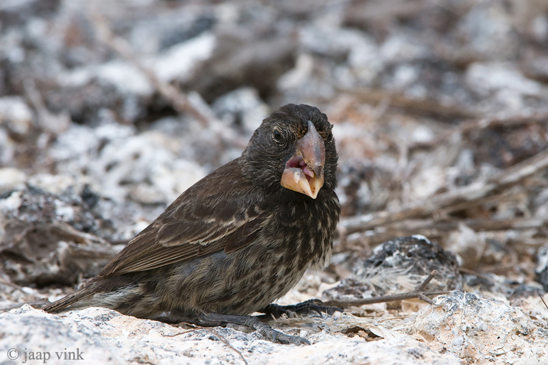 Large Ground Finch - Grote Grondvink - Geospiza magnirostris