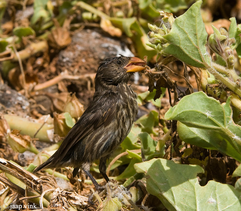 Large Cactus Finch - Grote Cactusgrondvink - Geospiza conirostris