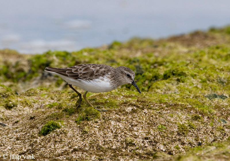 Least Sandpiper - Kleinste Strandloper - Calidris minutilla