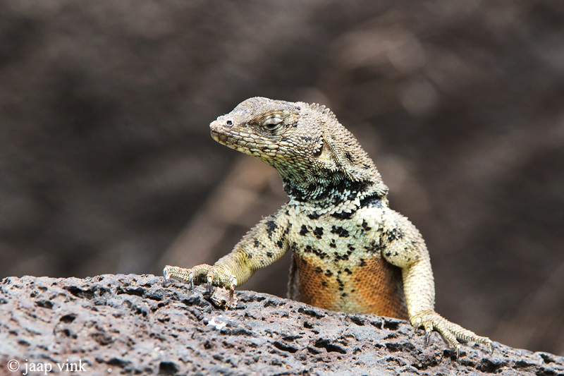 Espanola Lava Lizard - Espanola Lavahagedis - Microlophus delanonis