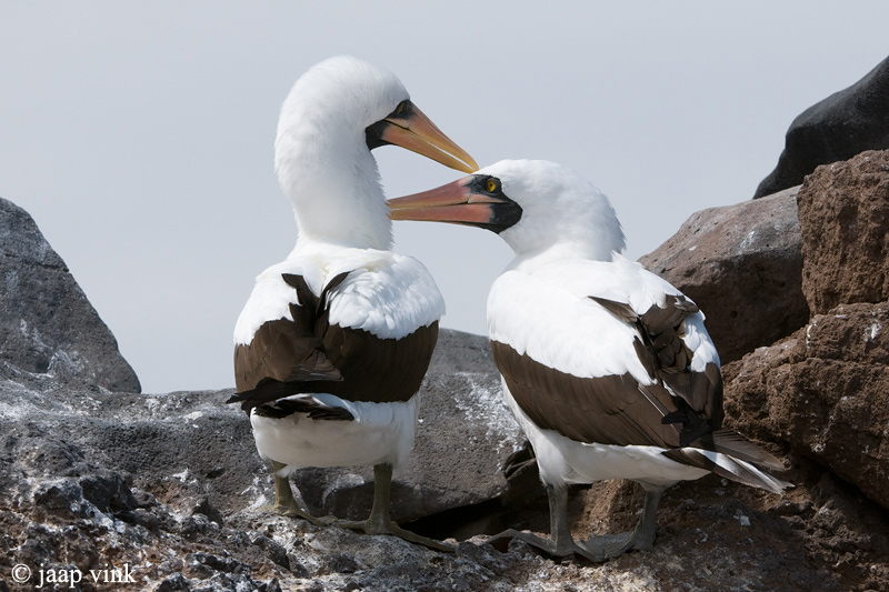Nazca Booby - Nascagent - Sula granti