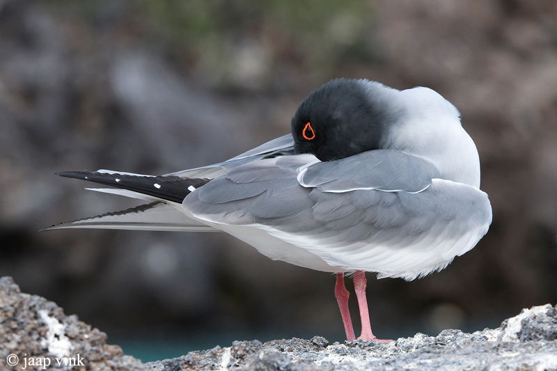 Swallow-tailed Gull - Zwaluwstaartmeeuw - Creagrus furcatus