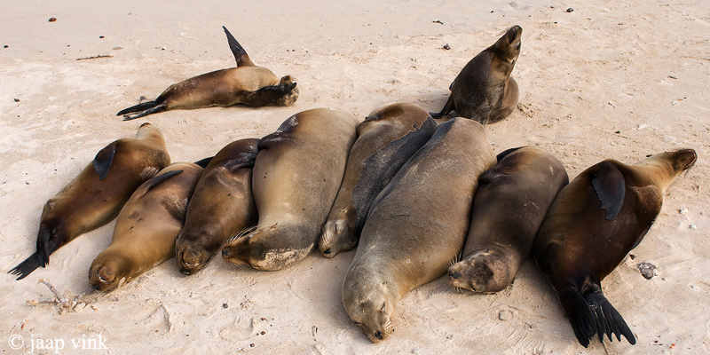 Galapagos Sea Lion - Galapagos Zeeleeuw - Zalophus californianus wollebaeki
