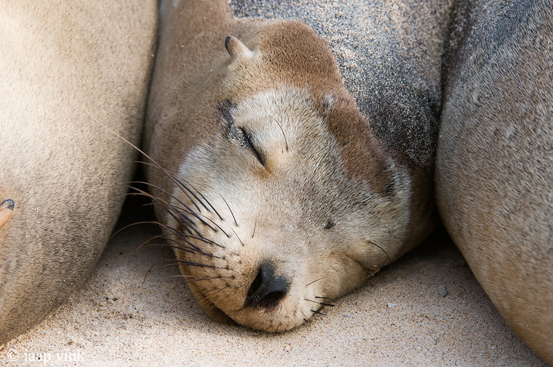 Galapagos Sea Lion - Galapagos Zeeleeuw - Zalophus californianus wollebaeki