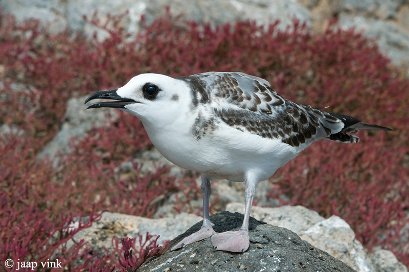 Swallow-tailed Gull - Zwaluwstaartmeeuw - Creagrus furcatus