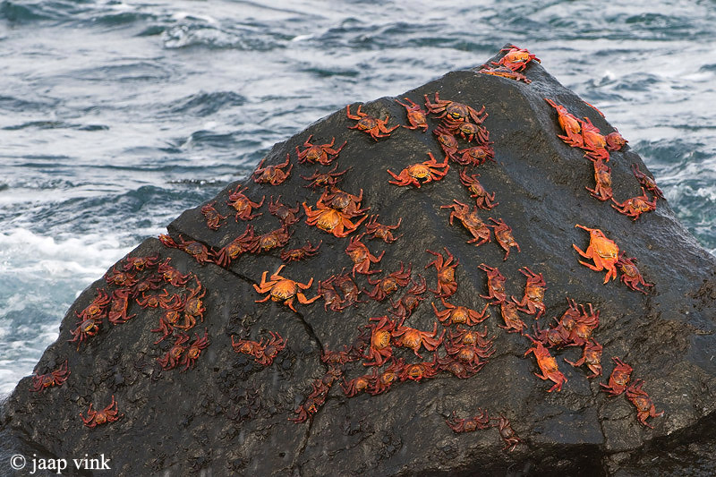 Sally Lightfoot Crab - Sally Lightfoot-krab - Grapsus grapsus