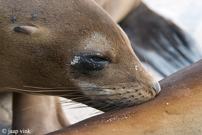 Galapagos Sea Lion - Galapagos Zeeleeuw - Zalophus californianus wollebaeki