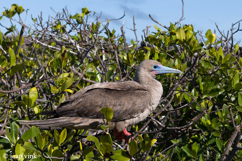 Red-footed Booby - Roodpootgent - Sula sula