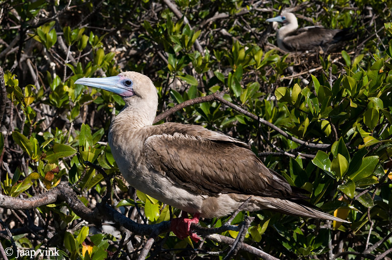 Red-footed Booby - Roodpootgent - Sula sula
