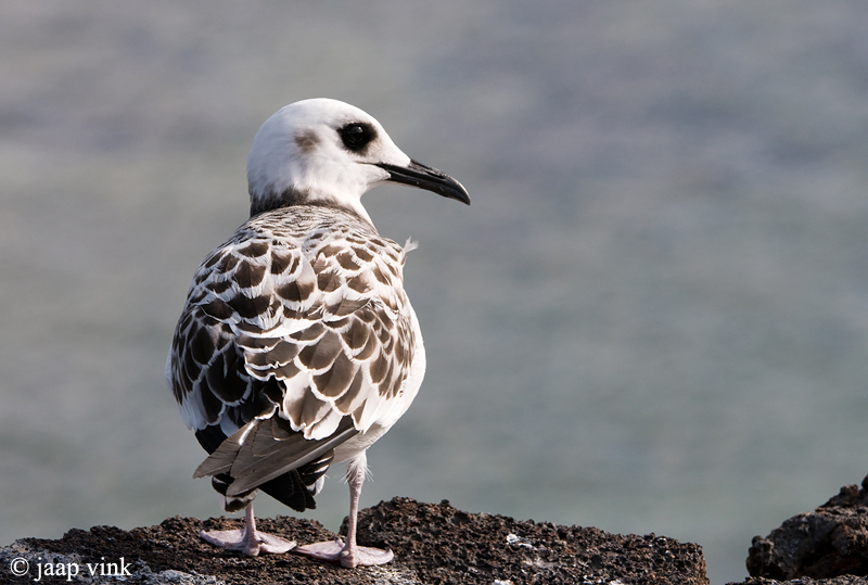 Swallow-tailed Gull - Zwaluwstaartmeeuw - Creagrus furcatus