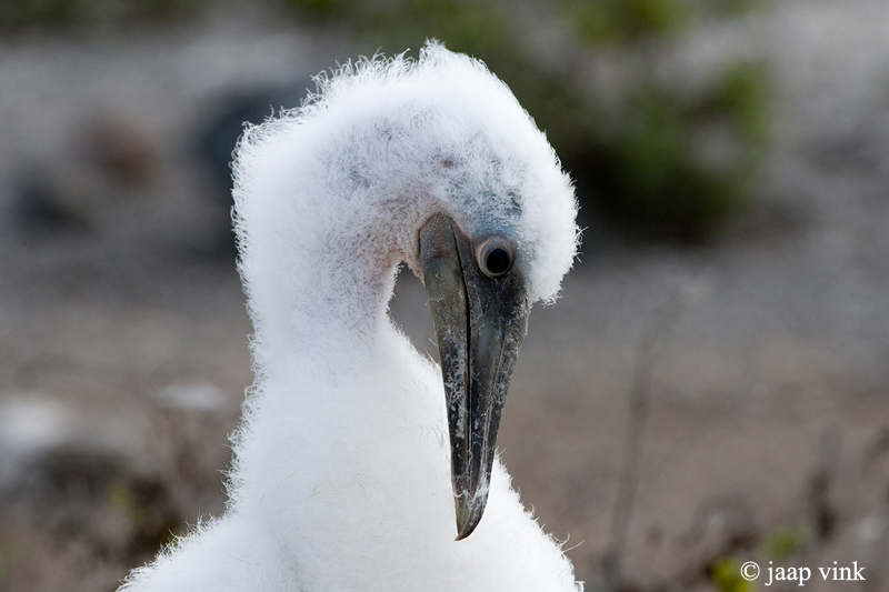 Nazca Booby - Nascagent - Sula granti