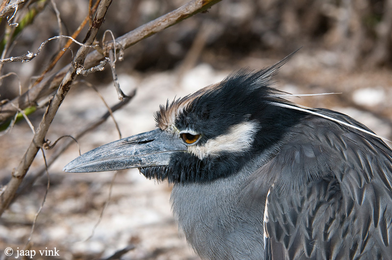 Yellow-crowned Night-heron - Geelkruinkwak - Nycticorax violaceus pauper