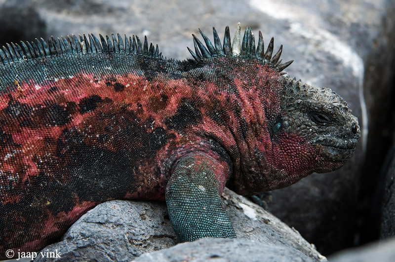 Marine Iguana - Zeeleguaan - Amblyrhynchus cristatus venustissimus