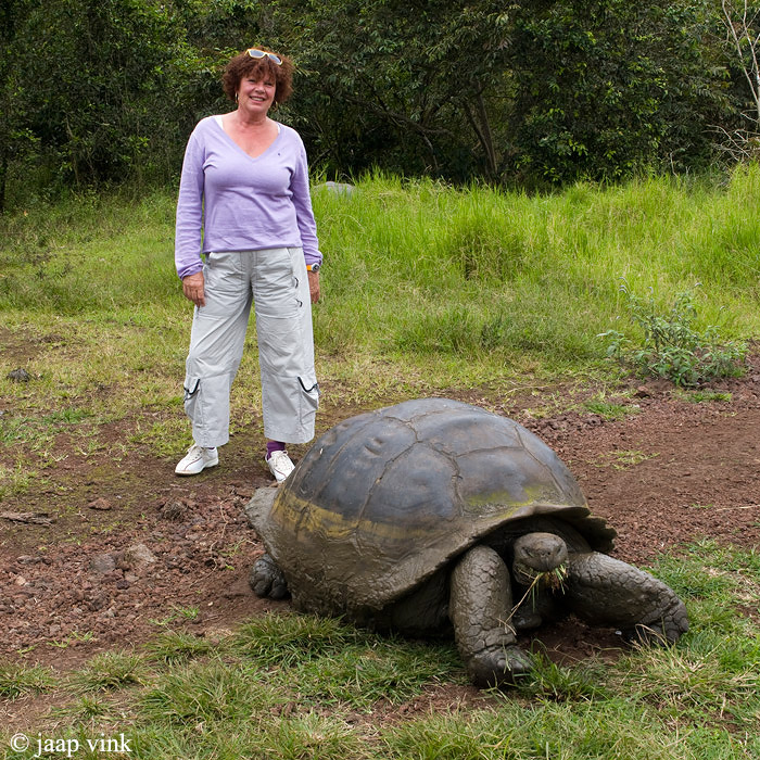 Galapagos Giant Tortoise - Galapagos Reuzenschildpad - Geochelone elephantopus