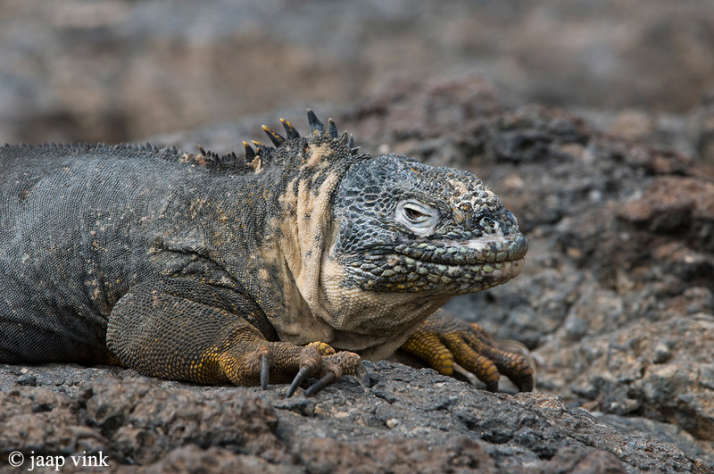 Galapagos Land Iguana - Galapagos Landleguaan - Conolophus subcristatus