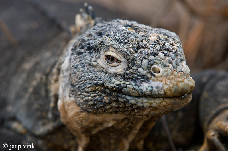 Galapagos Land Iguana - Galapagos Landleguaan - Conolophus subcristatus