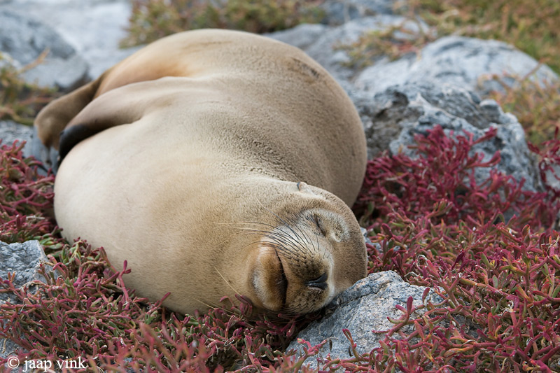 Galapagos Sea Lion - Galapagos Zeeleeuw - Zalophus californianus wollebaeki