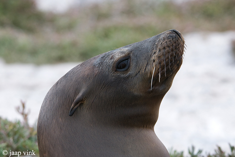 Galapagos Sea Lion - Galapagos Zeeleeuw - Zalophus californianus wollebaeki