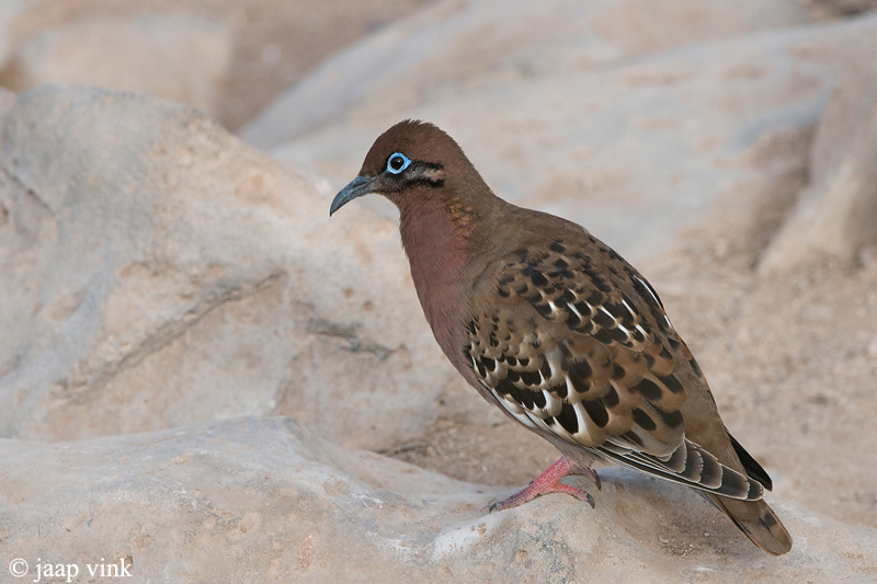 Galpagos Dove - Galapagos Treurduif - Zenaida galapagoensis