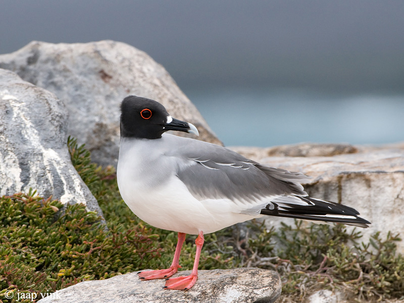 Swallow-tailed Gull - Zwaluwstaartmeeuw - Creagrus furcatus