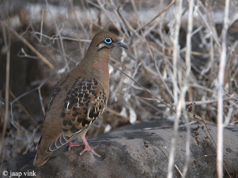 Galpagos Dove - Galapagos Treurduif - Zenaida galapagoensis