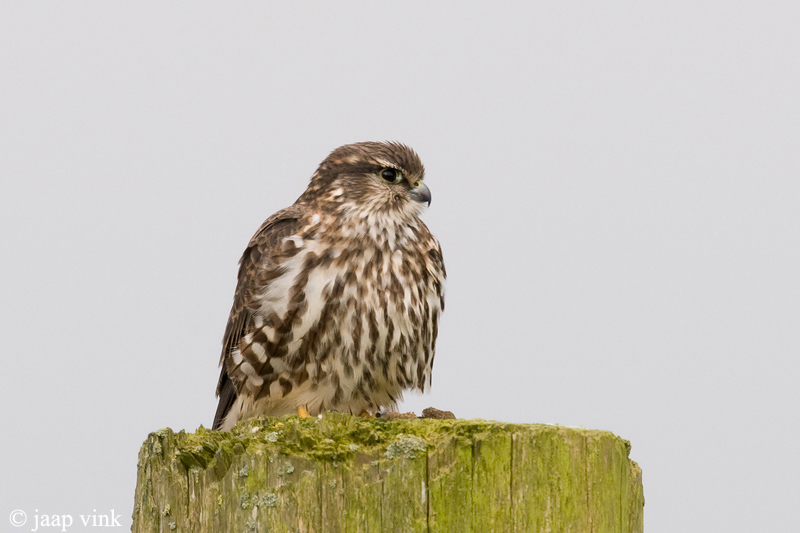 Merlin - Smelleken - Falco columbarius