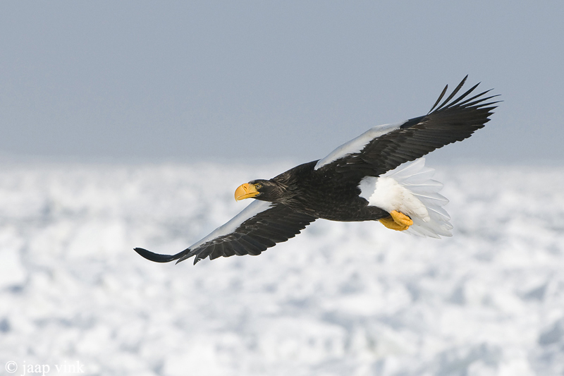 Stellers Sea-Eagle - Stellers Zeearend - Haliaeetus pelagicus