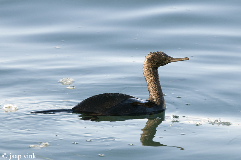 Pelagic Cormorant - Pelagische Aalscholver - Phalacrocorax pelagicus