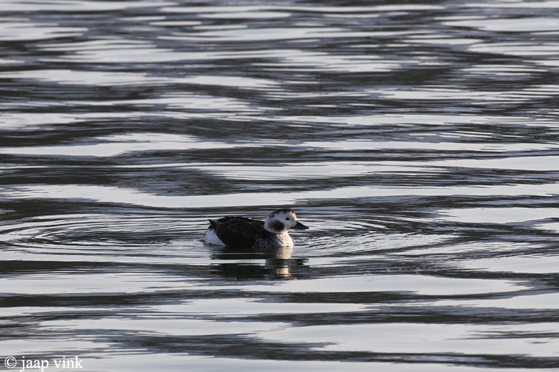 Long-tailed Duck - IJseend - Clangula hyemalis