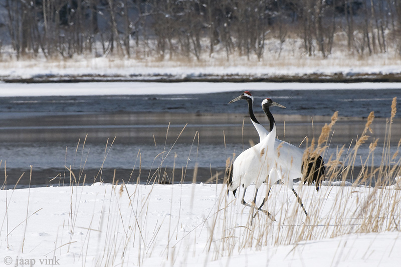 Red-crowned Crane - Japanse Kraanvogel - Grus japonensis