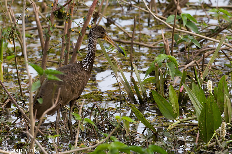 Limpkin - Koerlan - Aramus guarauna
