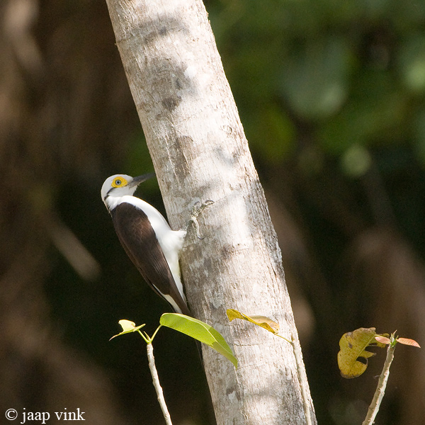 White Woodpecker - Witte Specht - Melanerpes candida