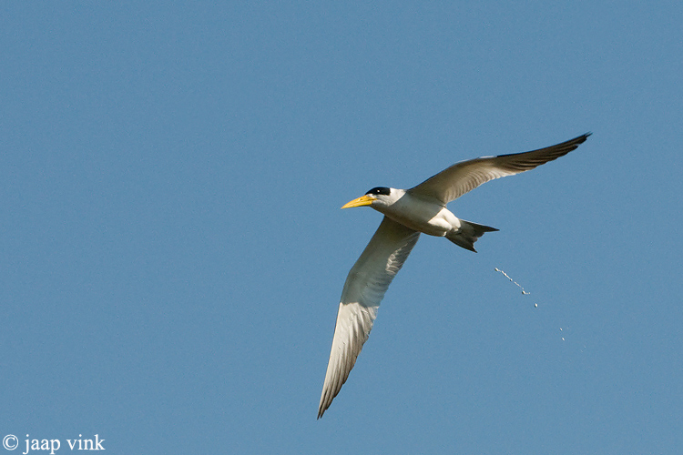 Large-billed Tern - Grootsnavelstern - Phaetusa simplex